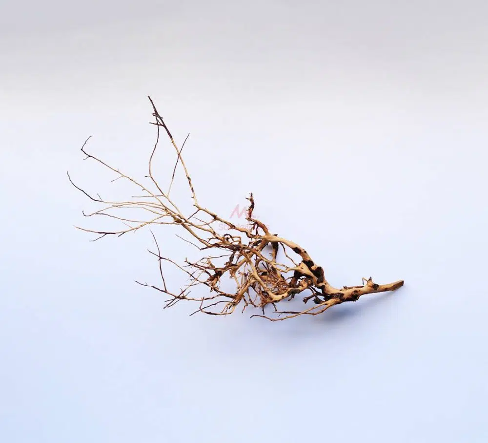 Scaping-Twigs-1000x907